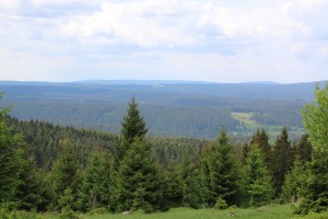 Weitblick über grünen Nadelwald im Mittelgebirge