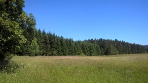 Green meadow in front of dense coniferous forest under a blue sky