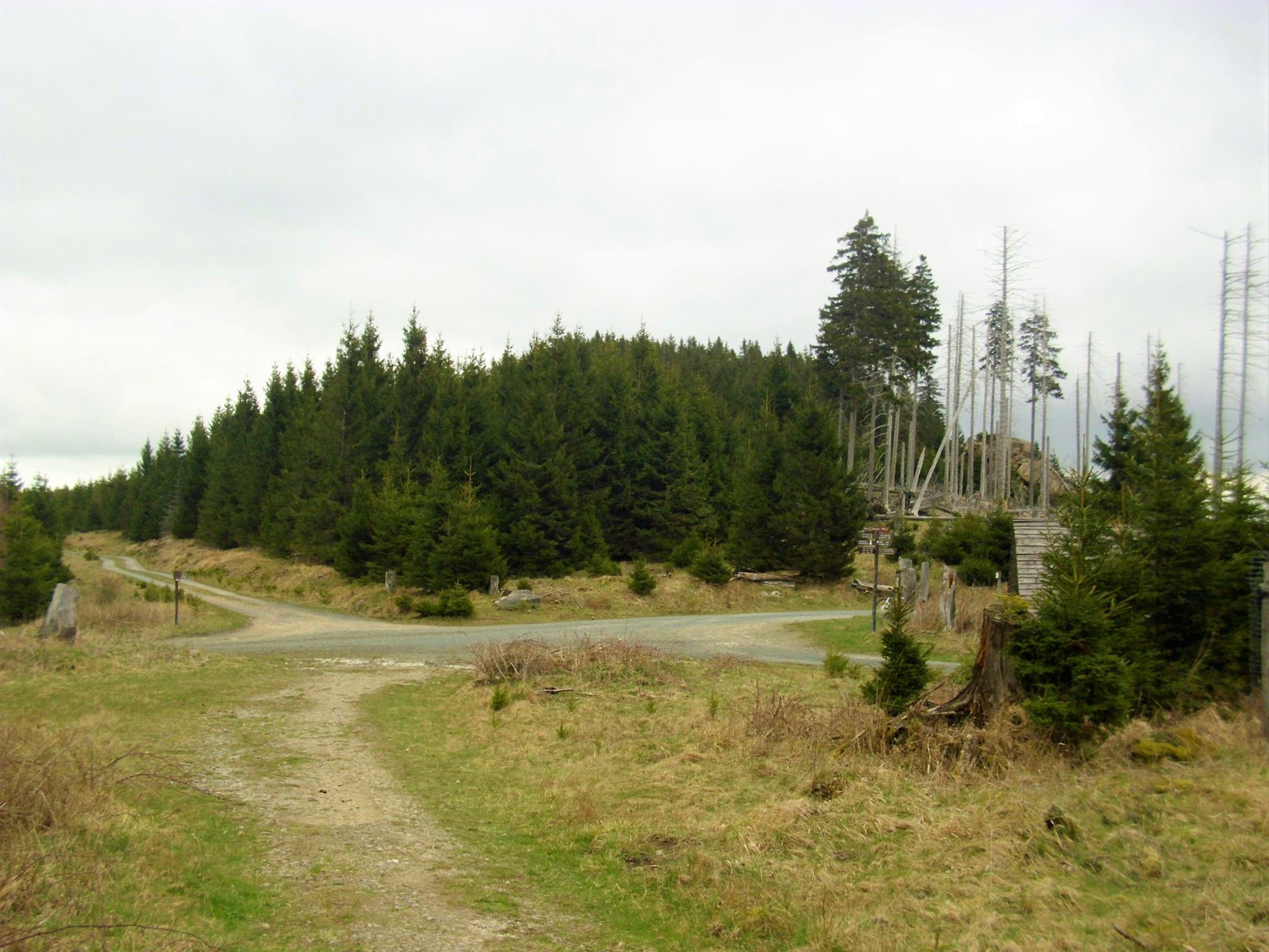 Waldweg im Harz mit grünen Fichten
