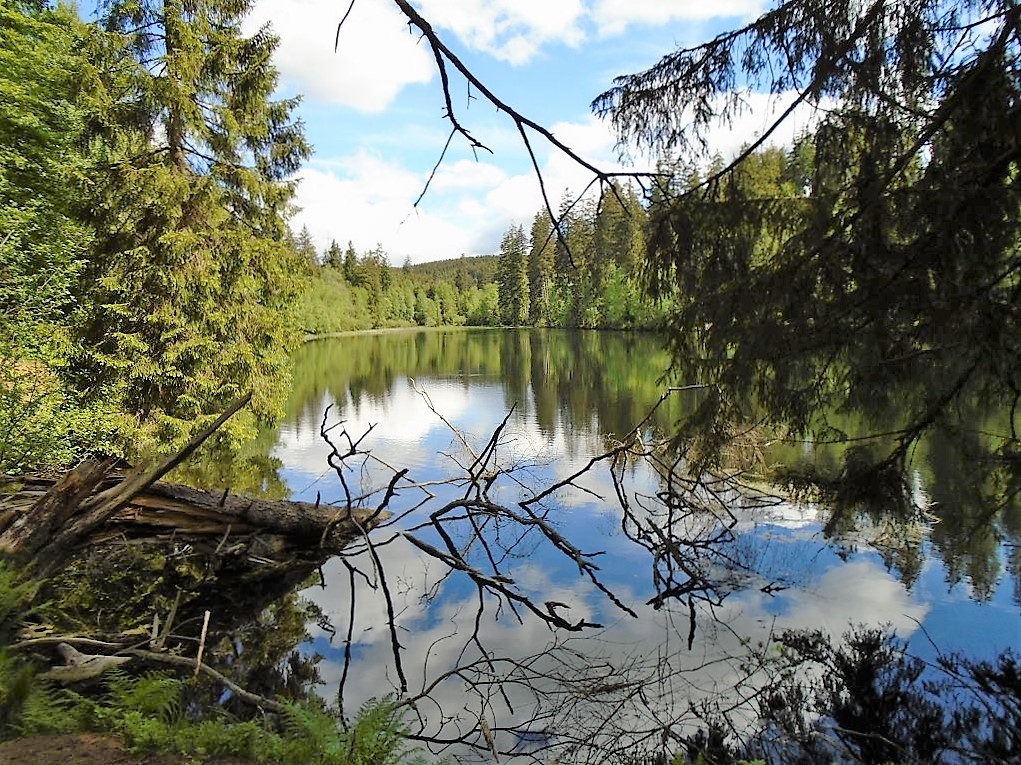 Ruhiger Waldsee mit Spiegelung im Wasser