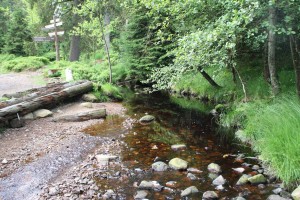 Kleiner Bach im grünen Wald mit Steinen