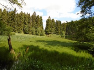 Green forest landscape with pond and meadow