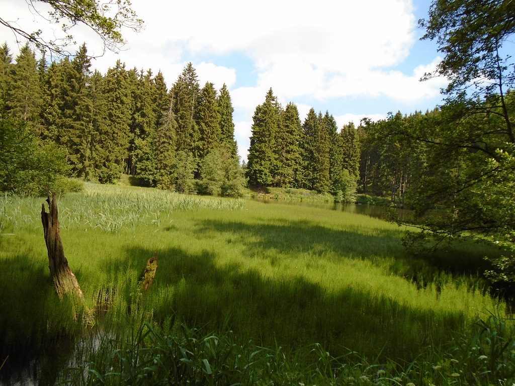 Green forest landscape with pond and meadow