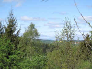 Grüne Landschaft mit Bäumen und blauem Himmel