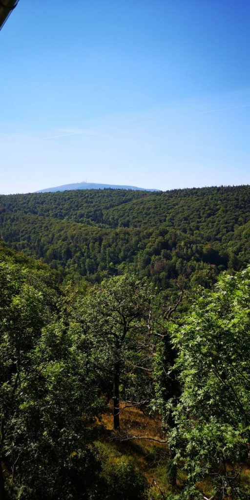 Grüne Waldlandschaft mit Hügeln unter blauem Himmel
