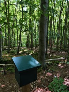 Grüner Wald mit Holzbox im Vordergrund