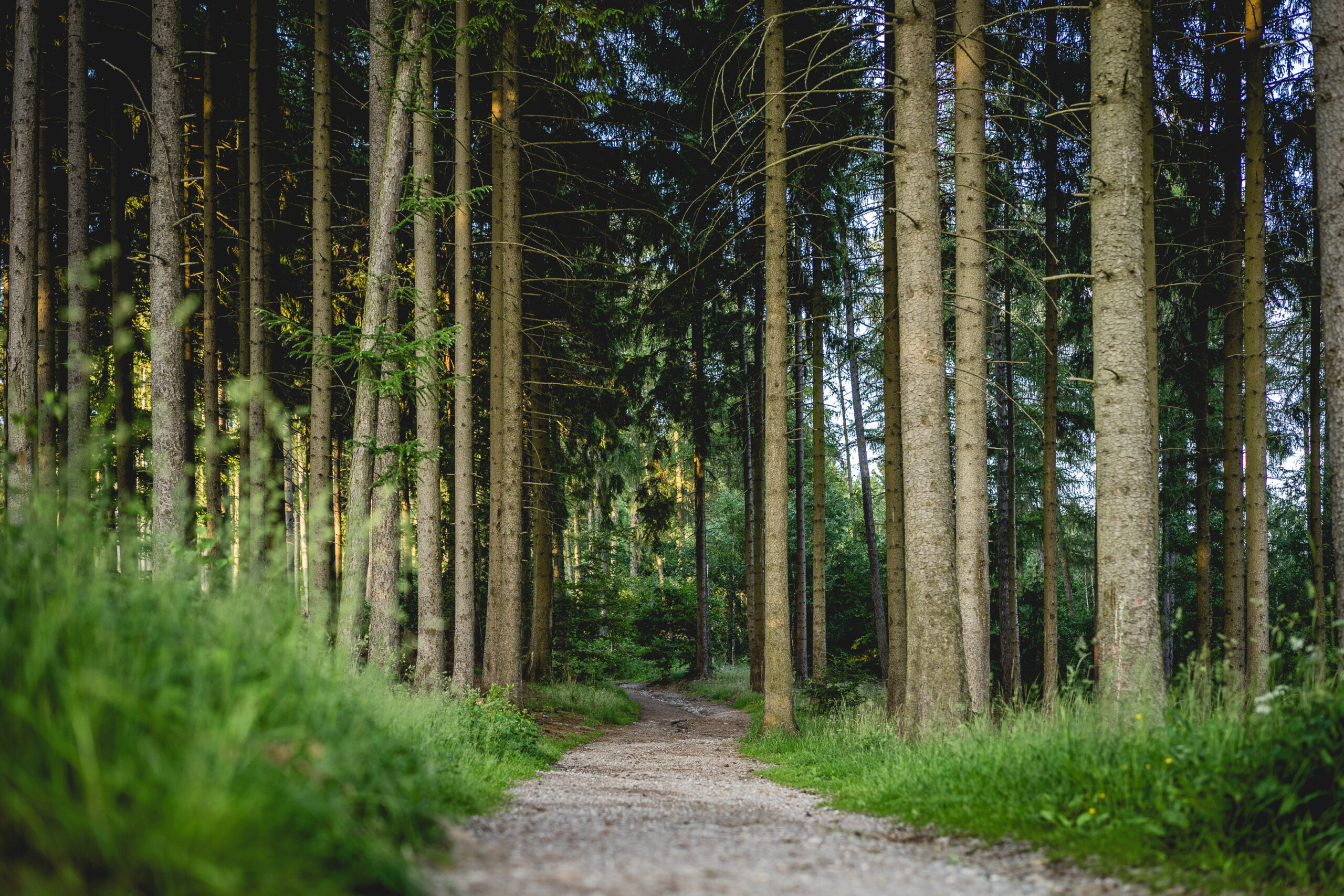 Waldweg zwischen hohen Bäumen im grünen Wald