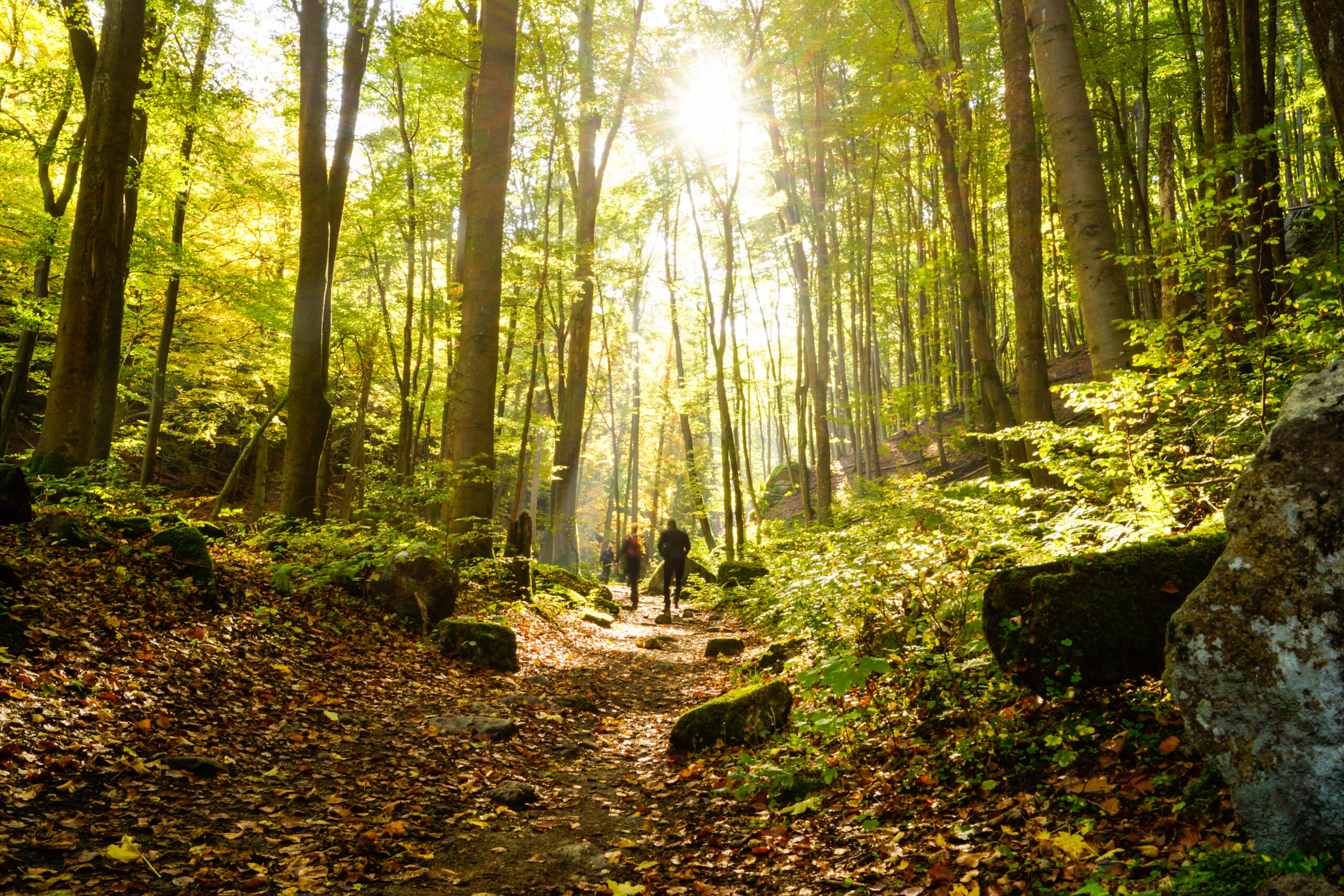 Sonnenlicht im grünen Wald mit Wanderern