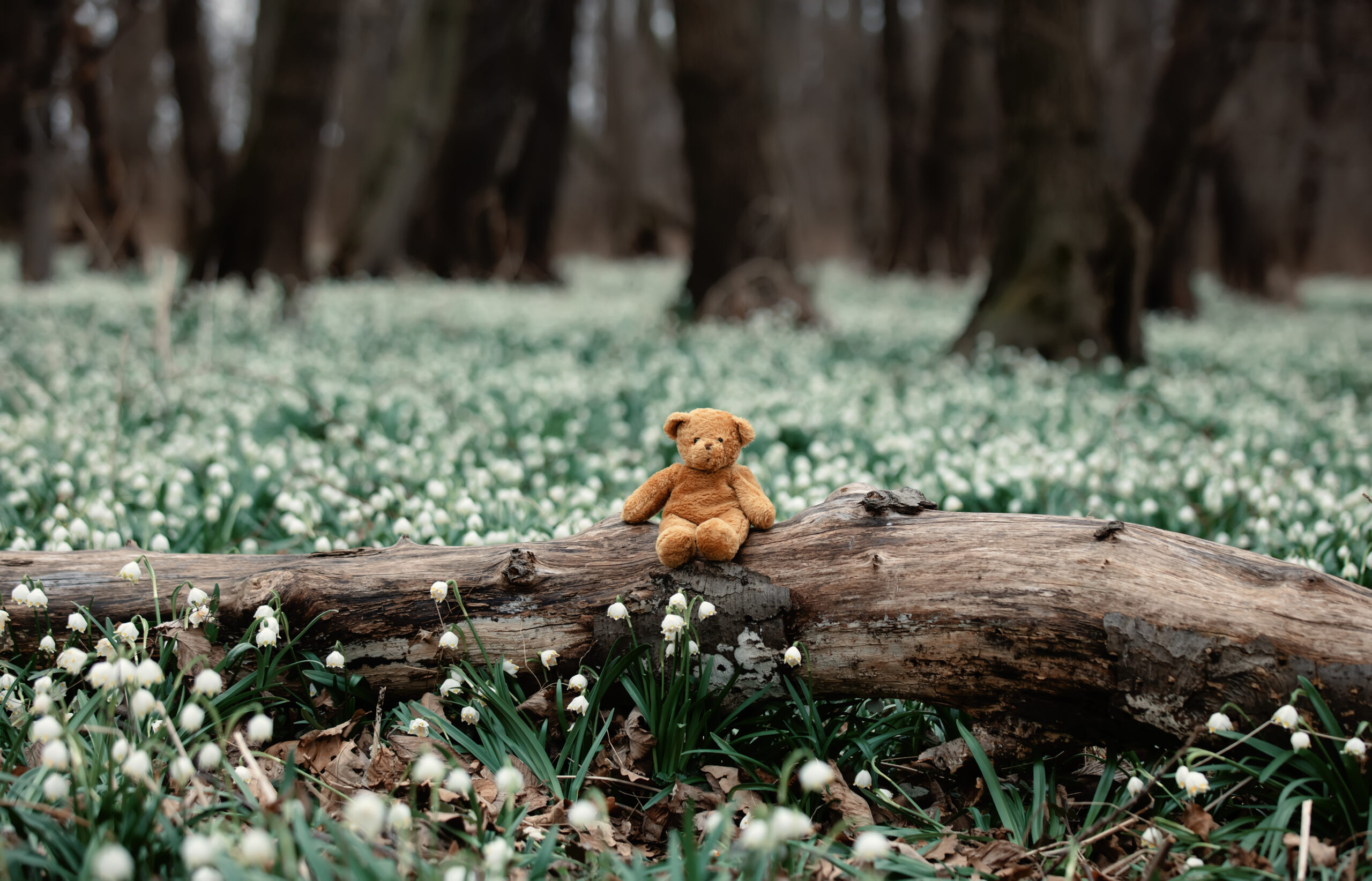 Verlorener Teddybär sitzt im Wald auf Baumstamm