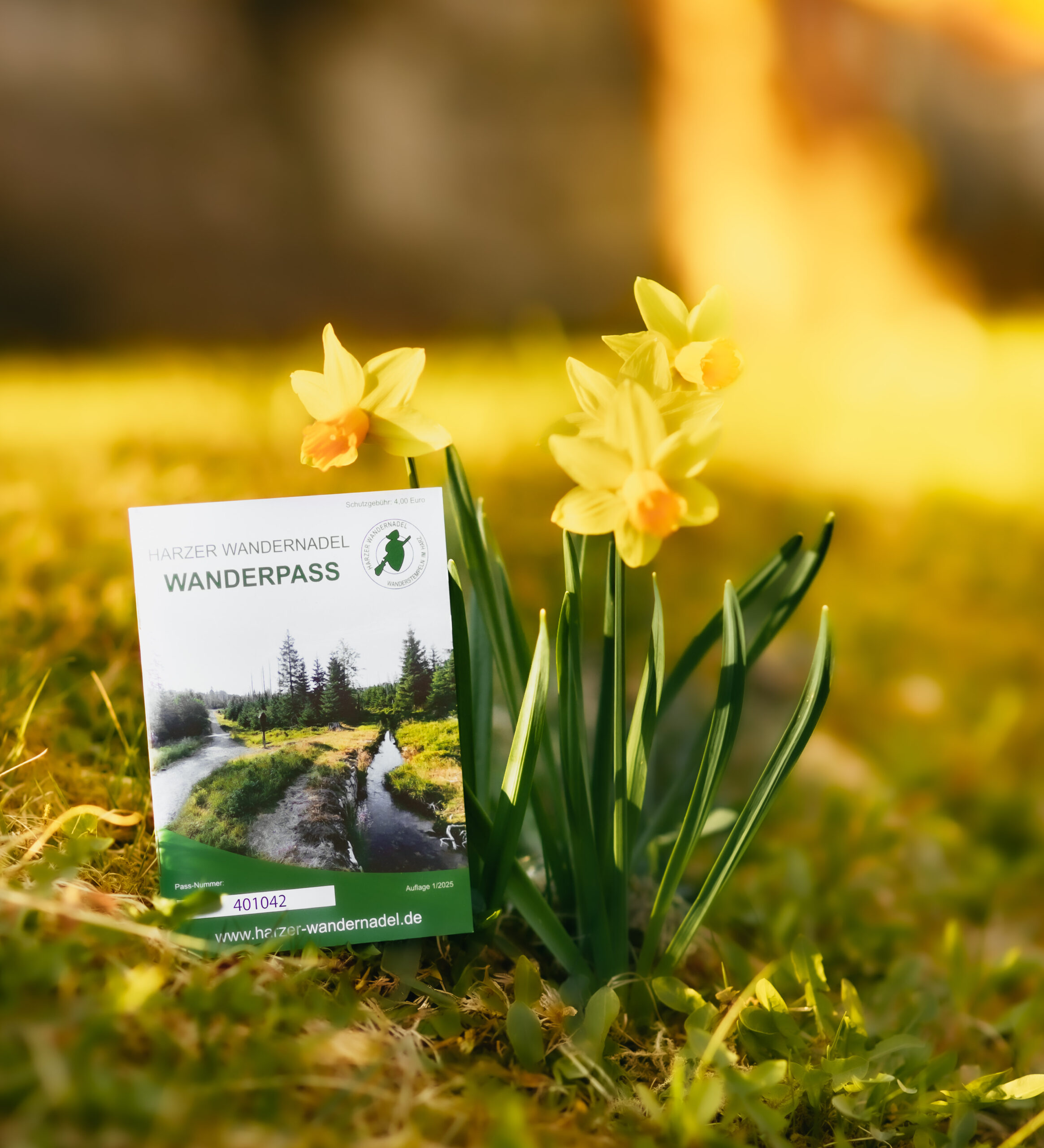 Harzer Wanderpass neben gelben Narzissen im Gras